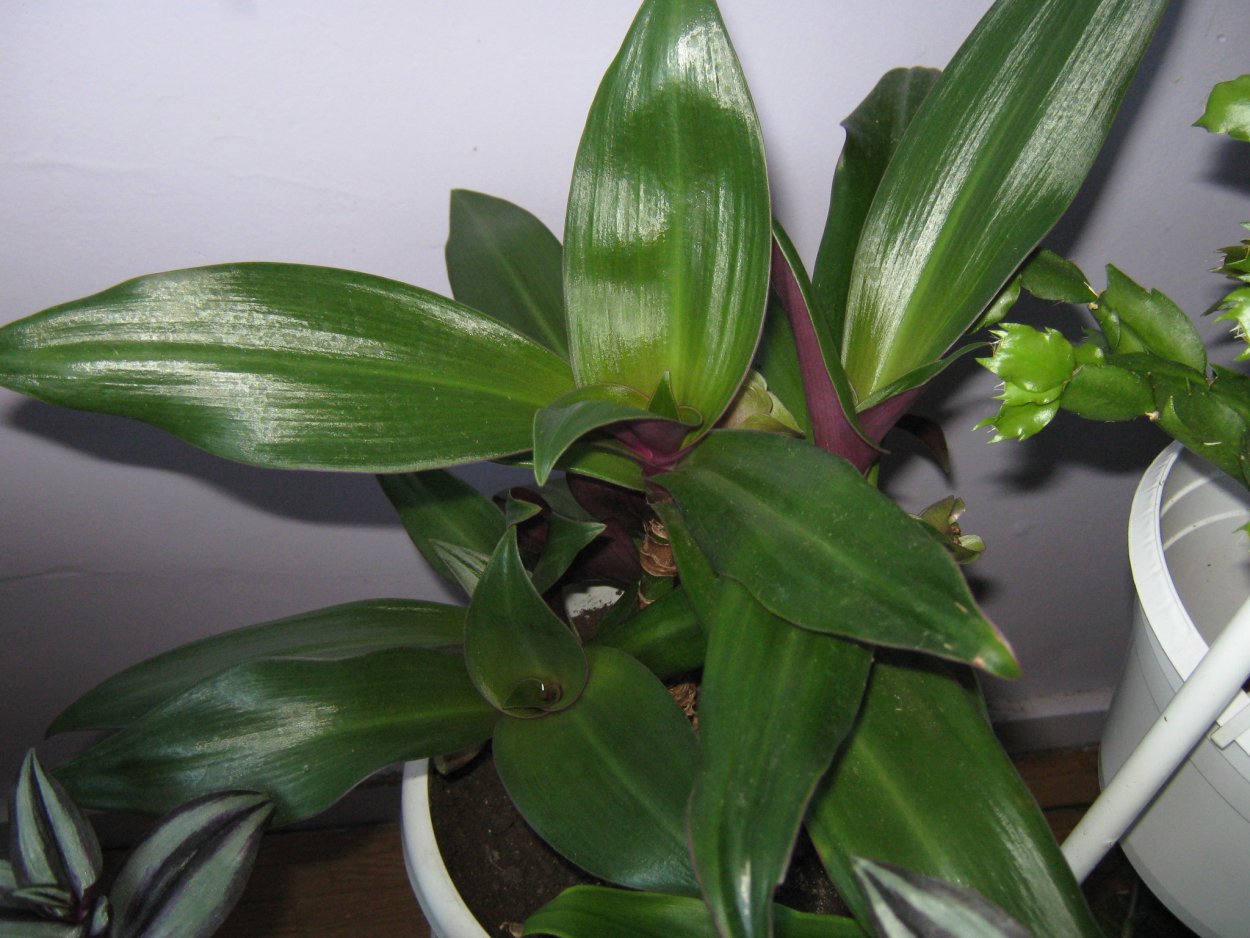 Драцена Рео