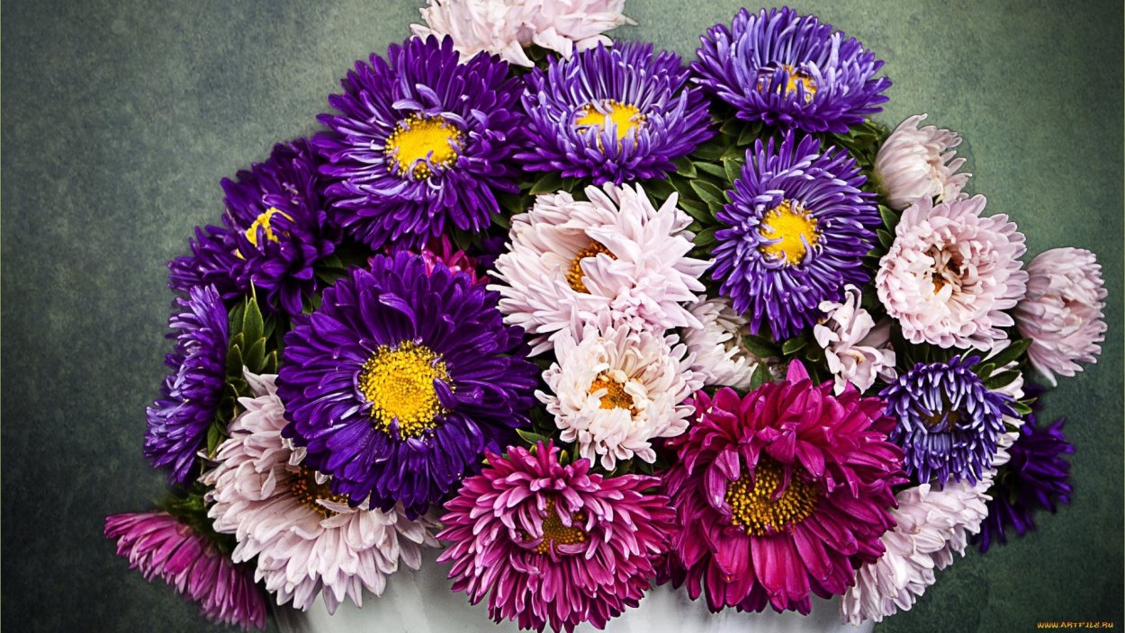 Астра Танечкин букет