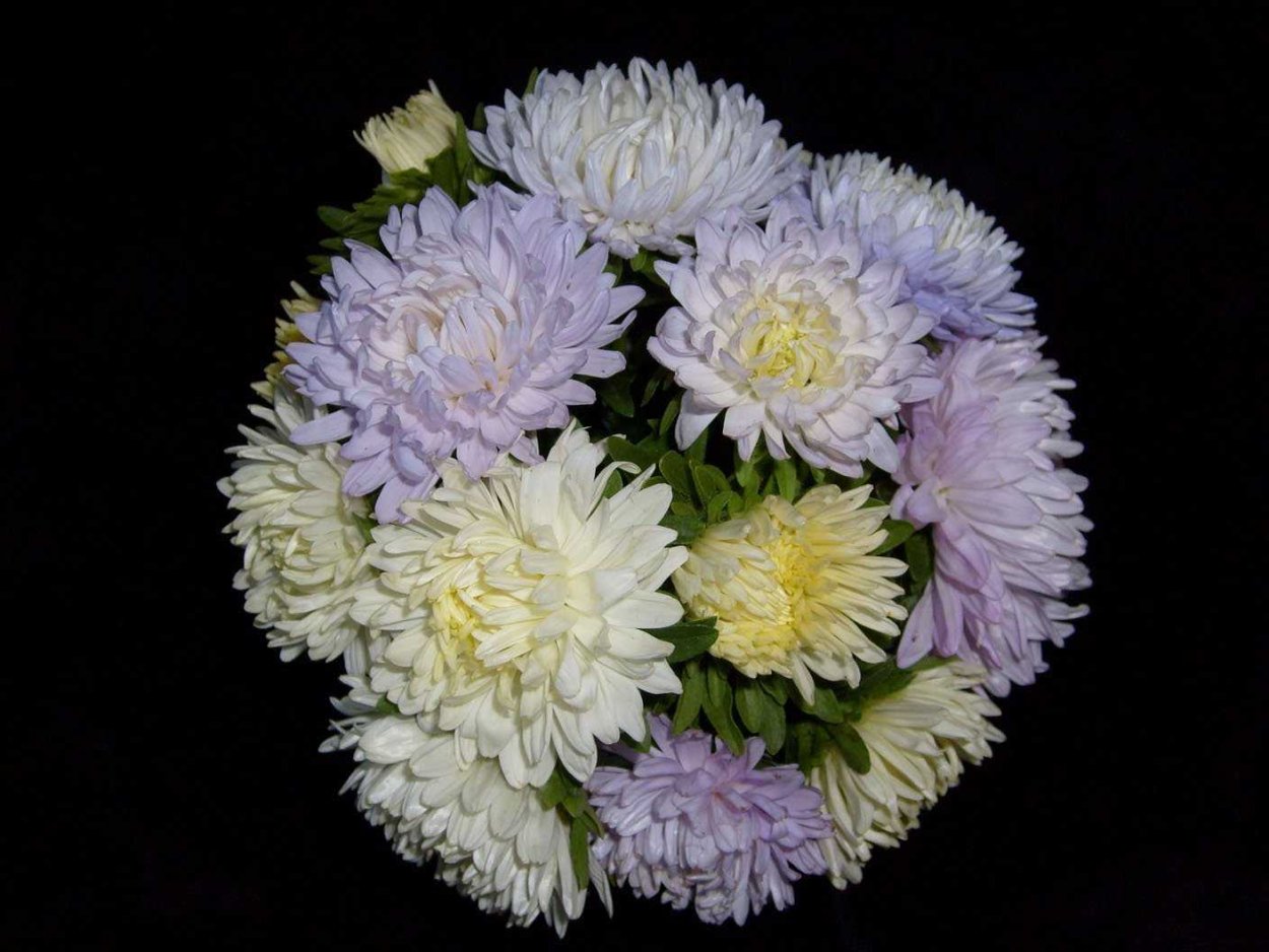 Астра Классик Вайт