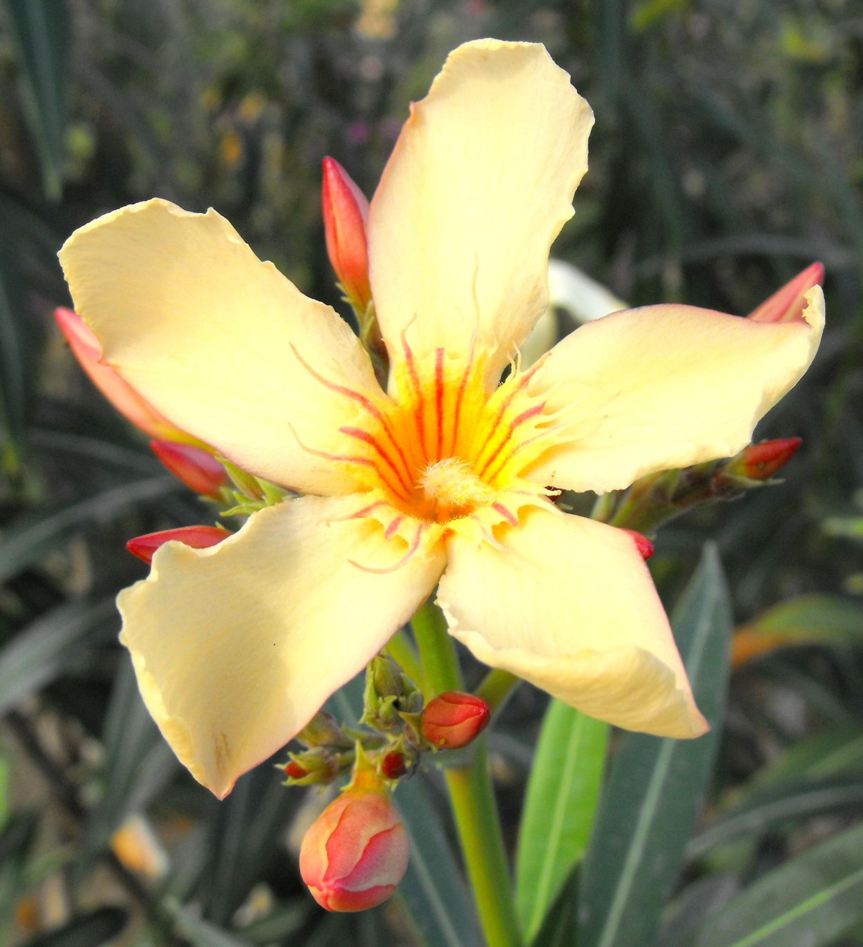 Мексиканский цветок название