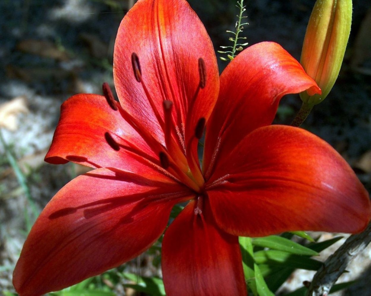 Лилия Lilium Touchstone