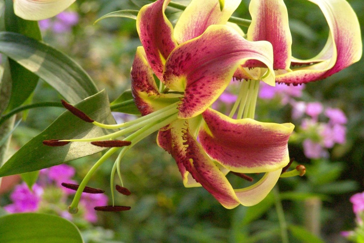 Лилия Шехерезада