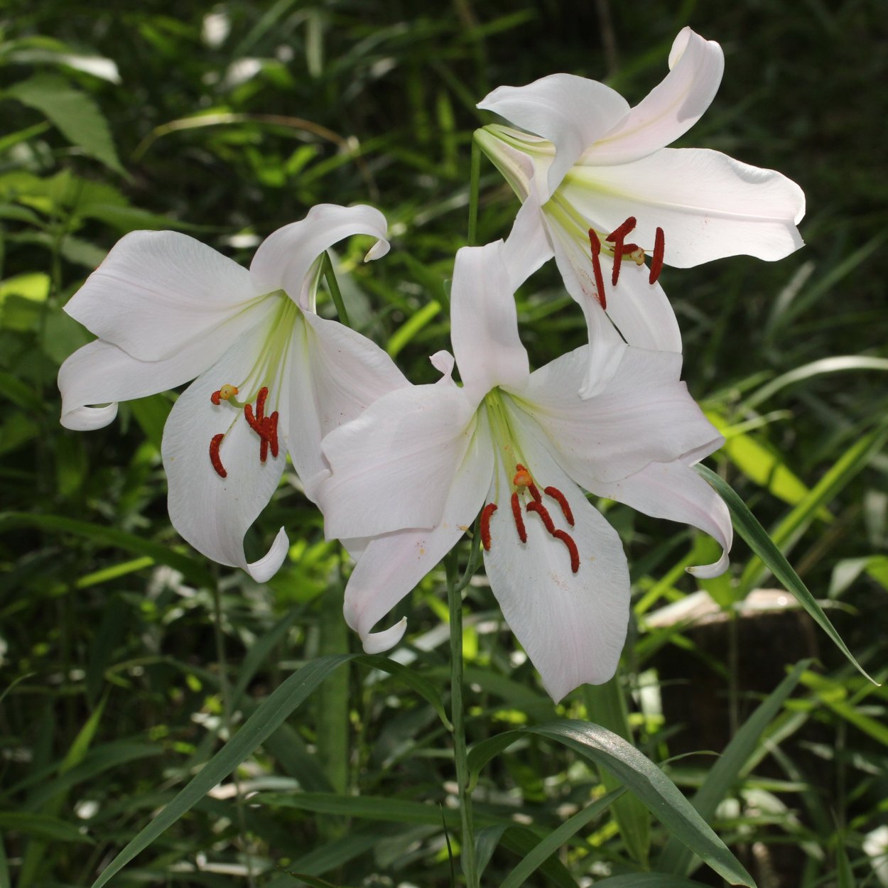 Lilium japonicum