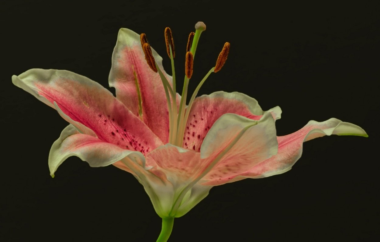 Лилия пестик и тычинки