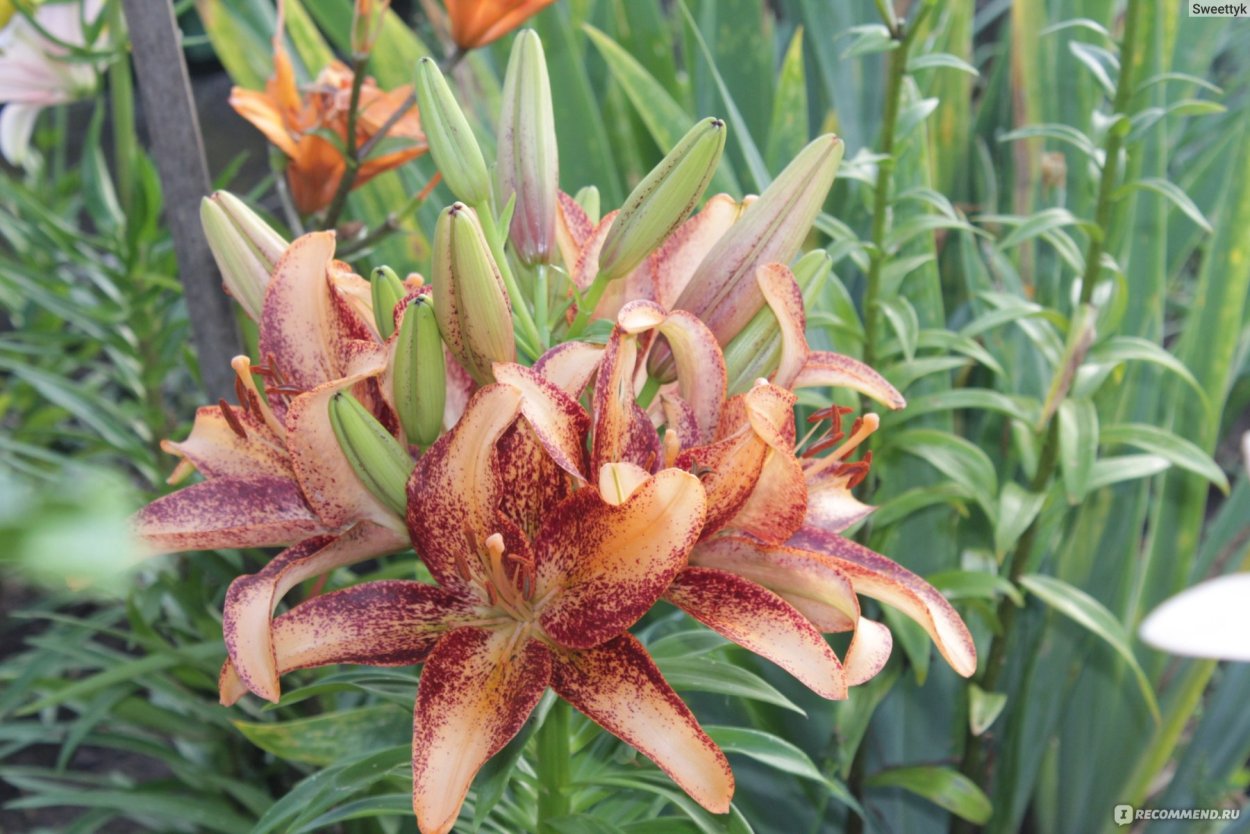 Лилия Брунелло азиатская