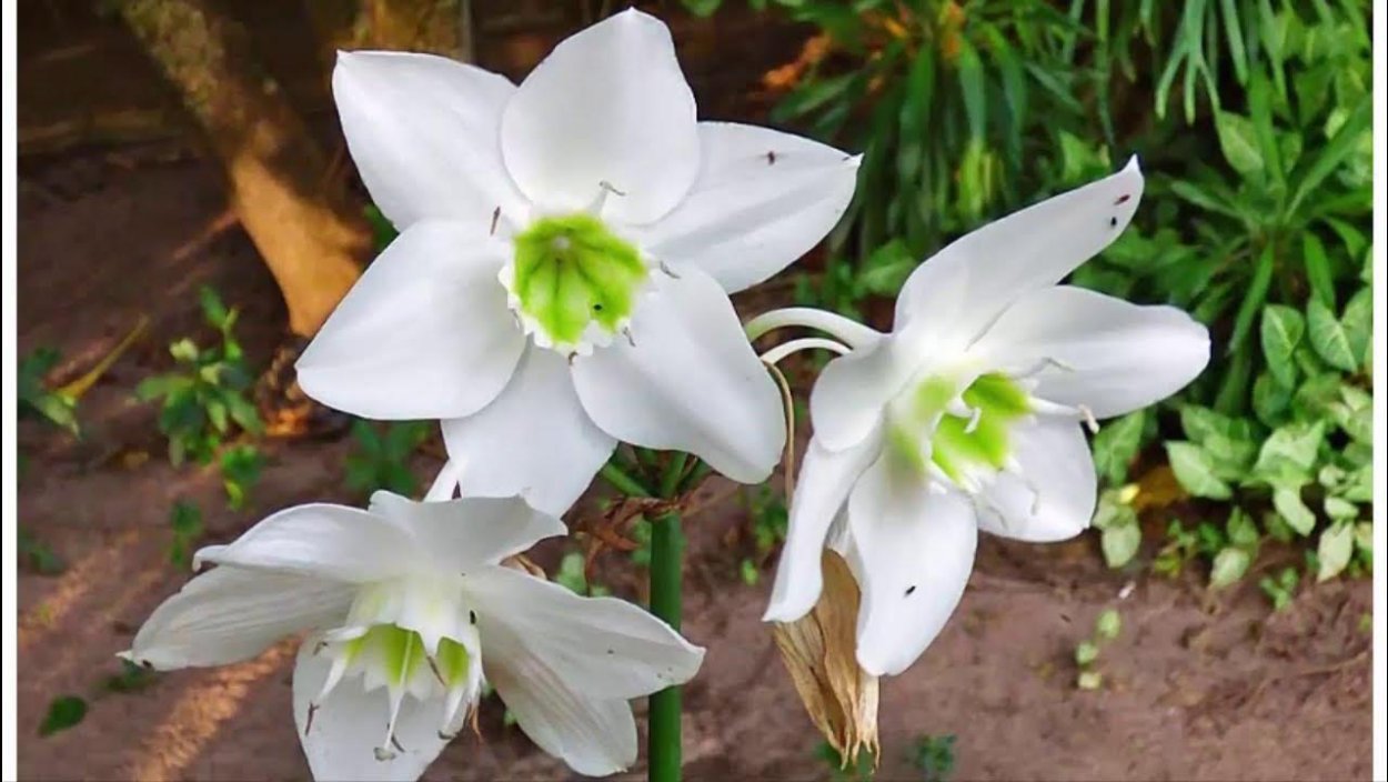 Цветок Амазонская Лилия