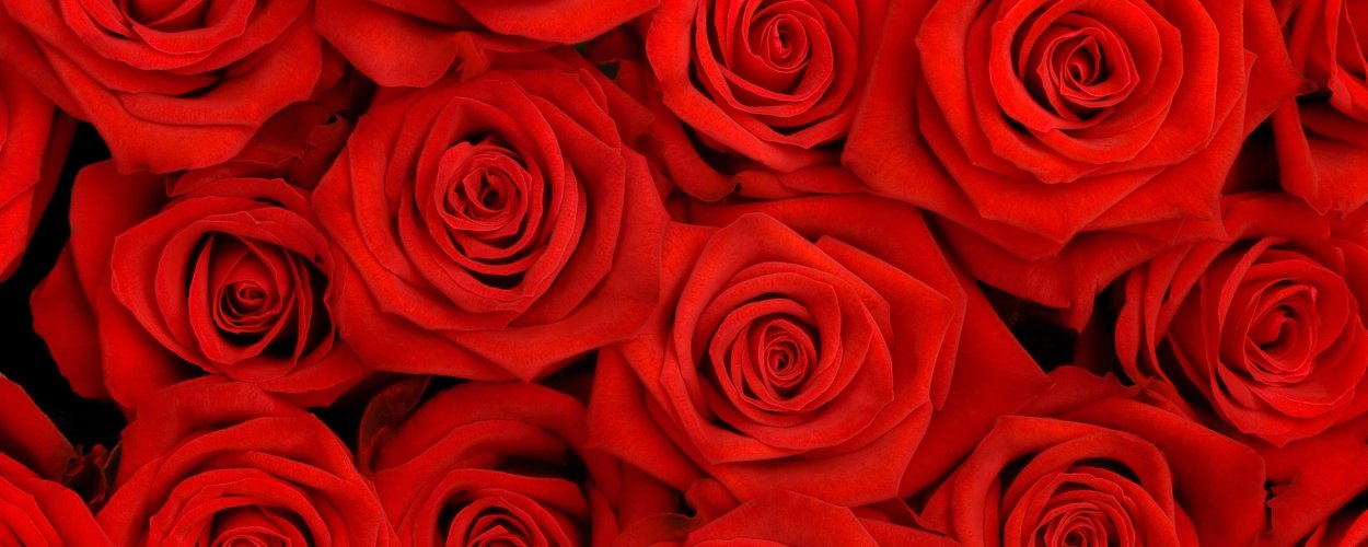 Розовые розы