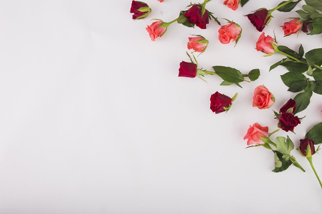 Фон с цветами