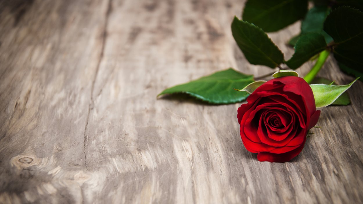 Красные розы лежат на столе