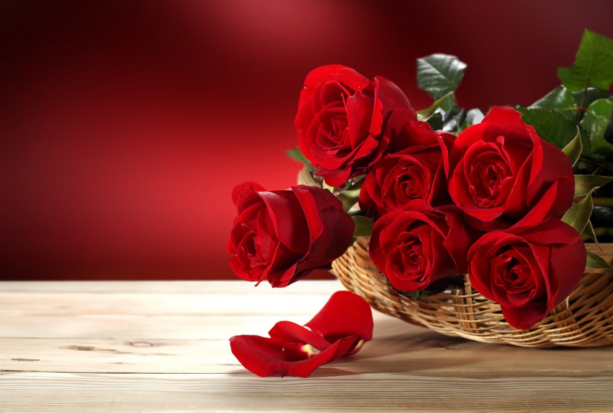 Фото Красные розы, более 86 качественных бесплатных стоковых фото