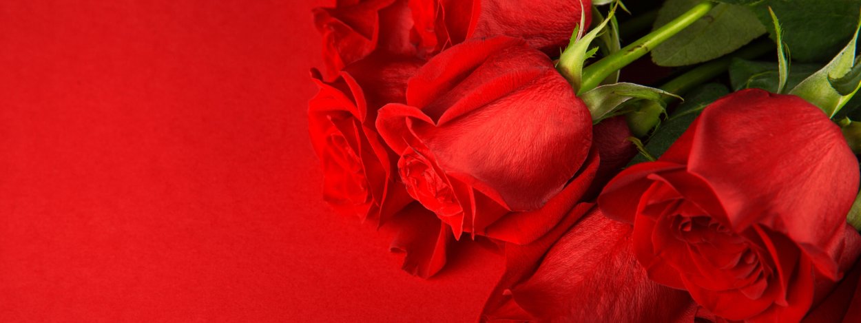 Красная роза на Красном фоне