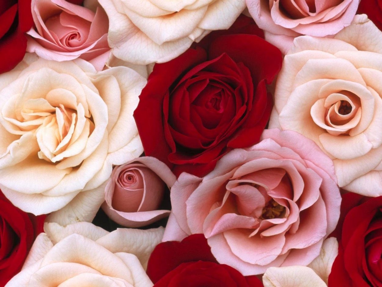 Роза для вацапа