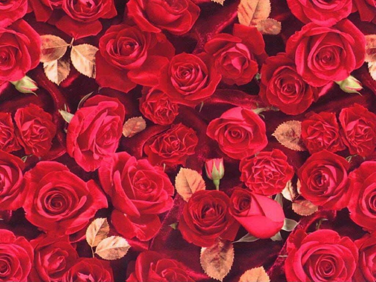 Бордовые розы фон