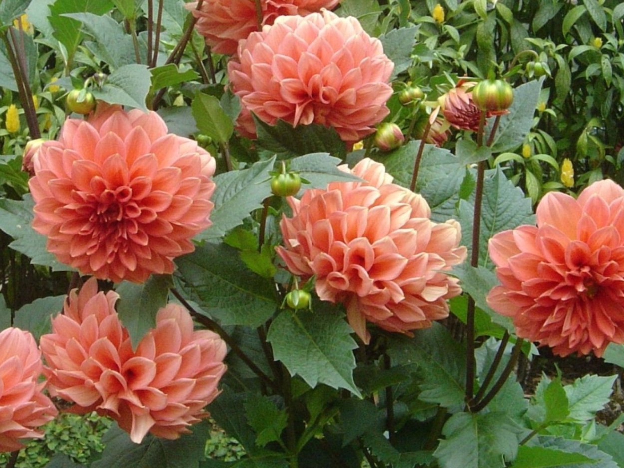 Георгины низкорослые патио