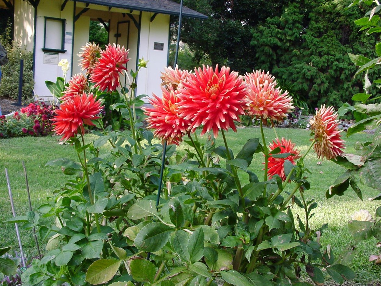 Георгин патио