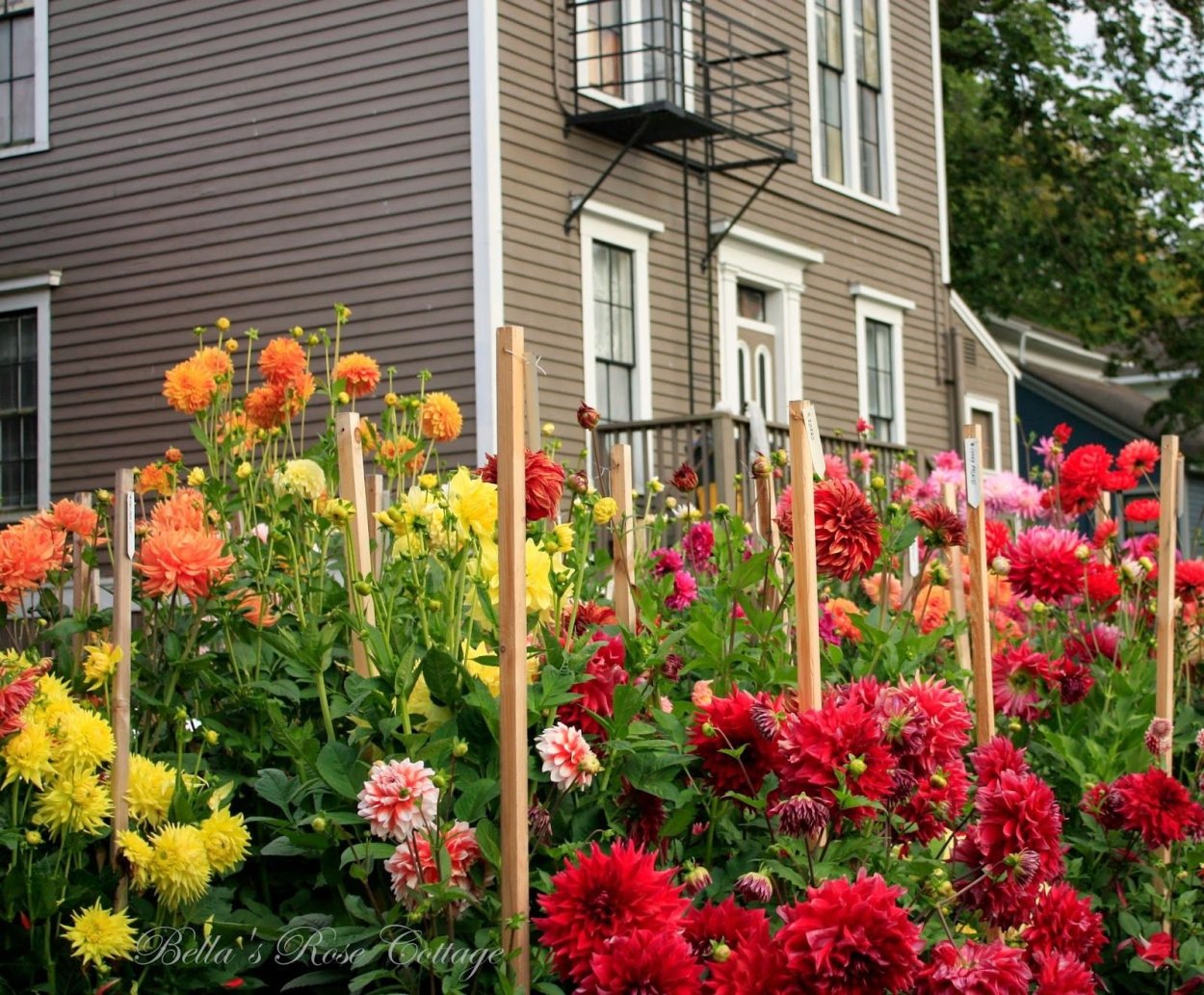 Георгины патио