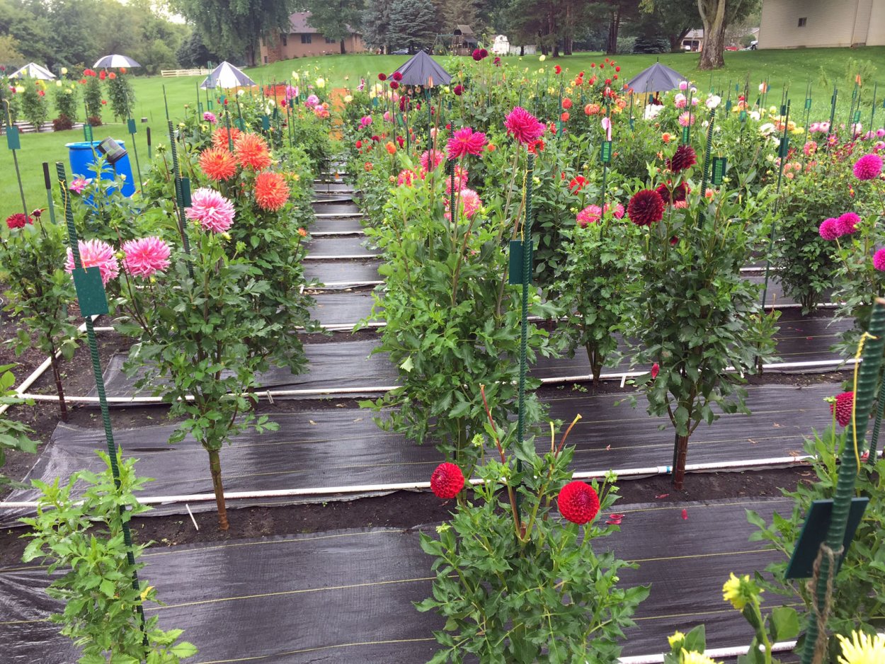 Ампельные георгины