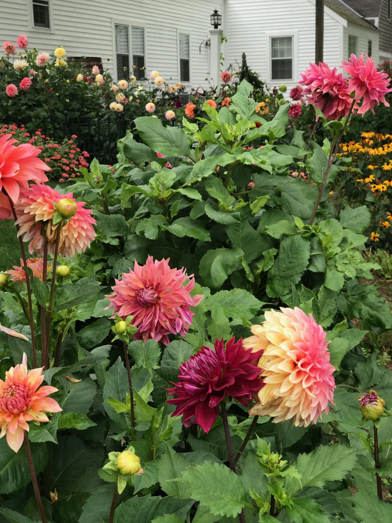 Георгины куст