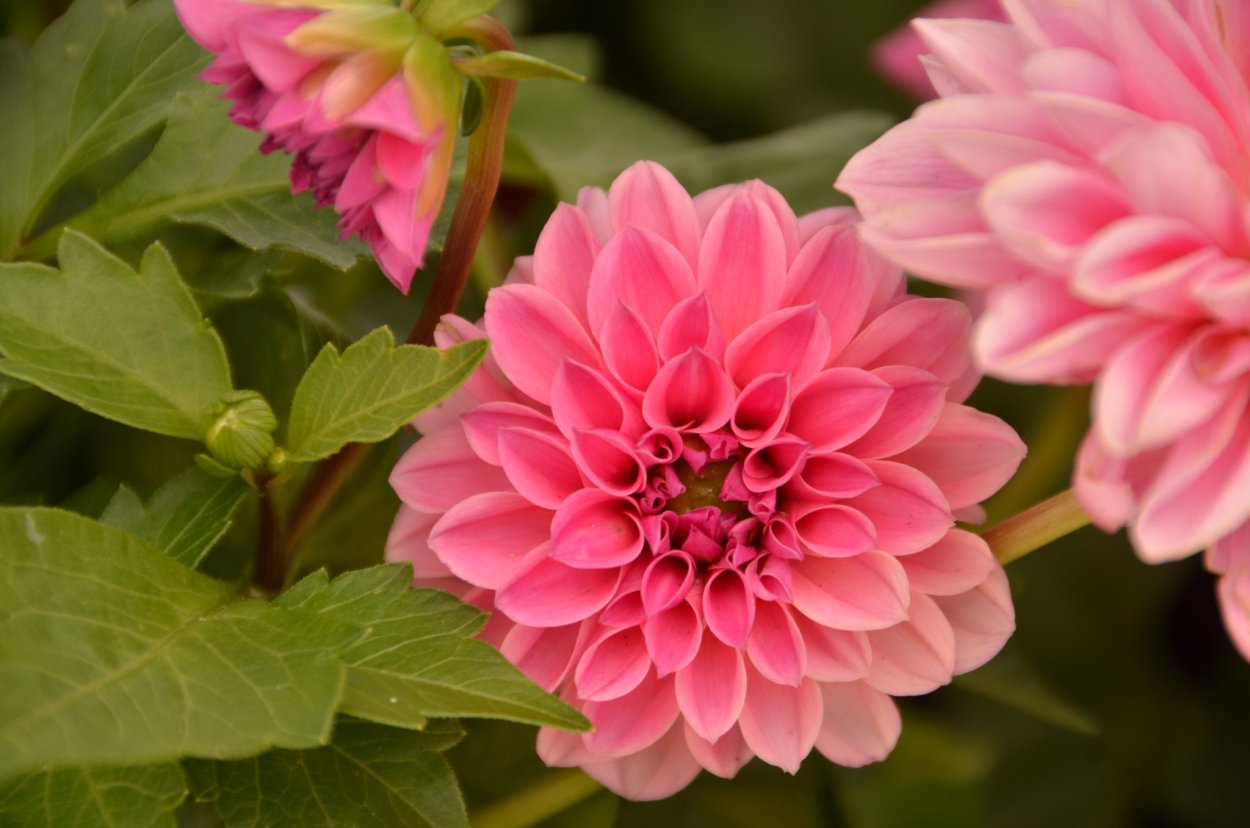 Георгина Вавилон бронз