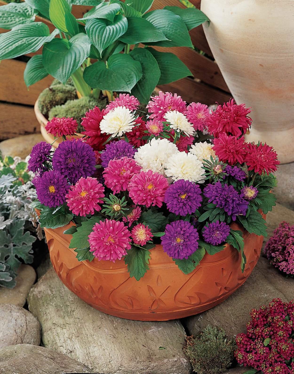 Астра низкорослая душечка