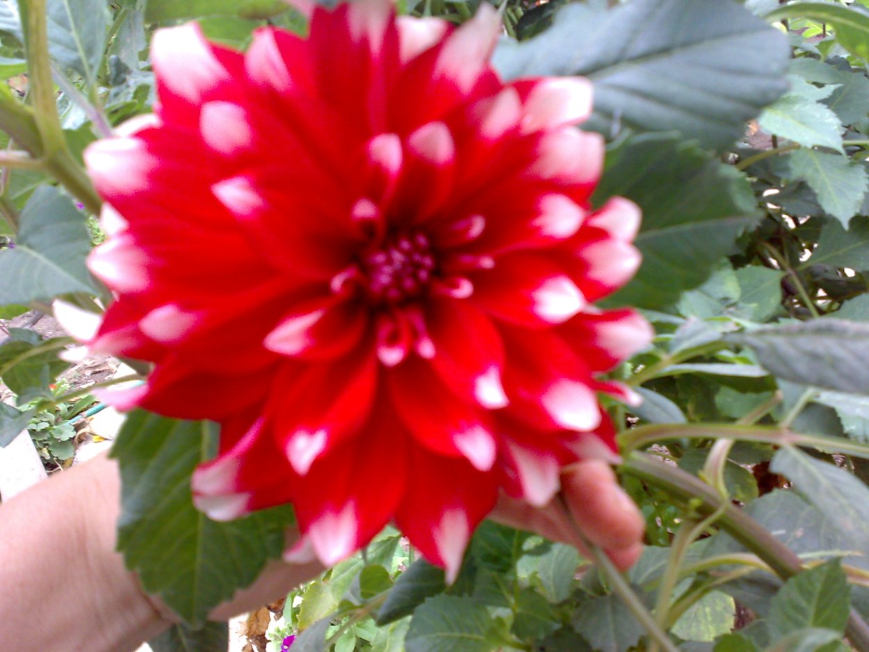 Георгины Амадеус