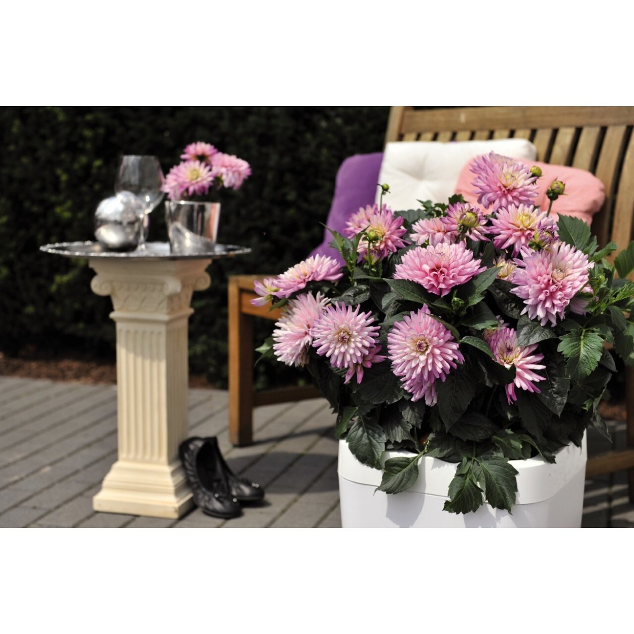 Novation Red вегетативный георгин