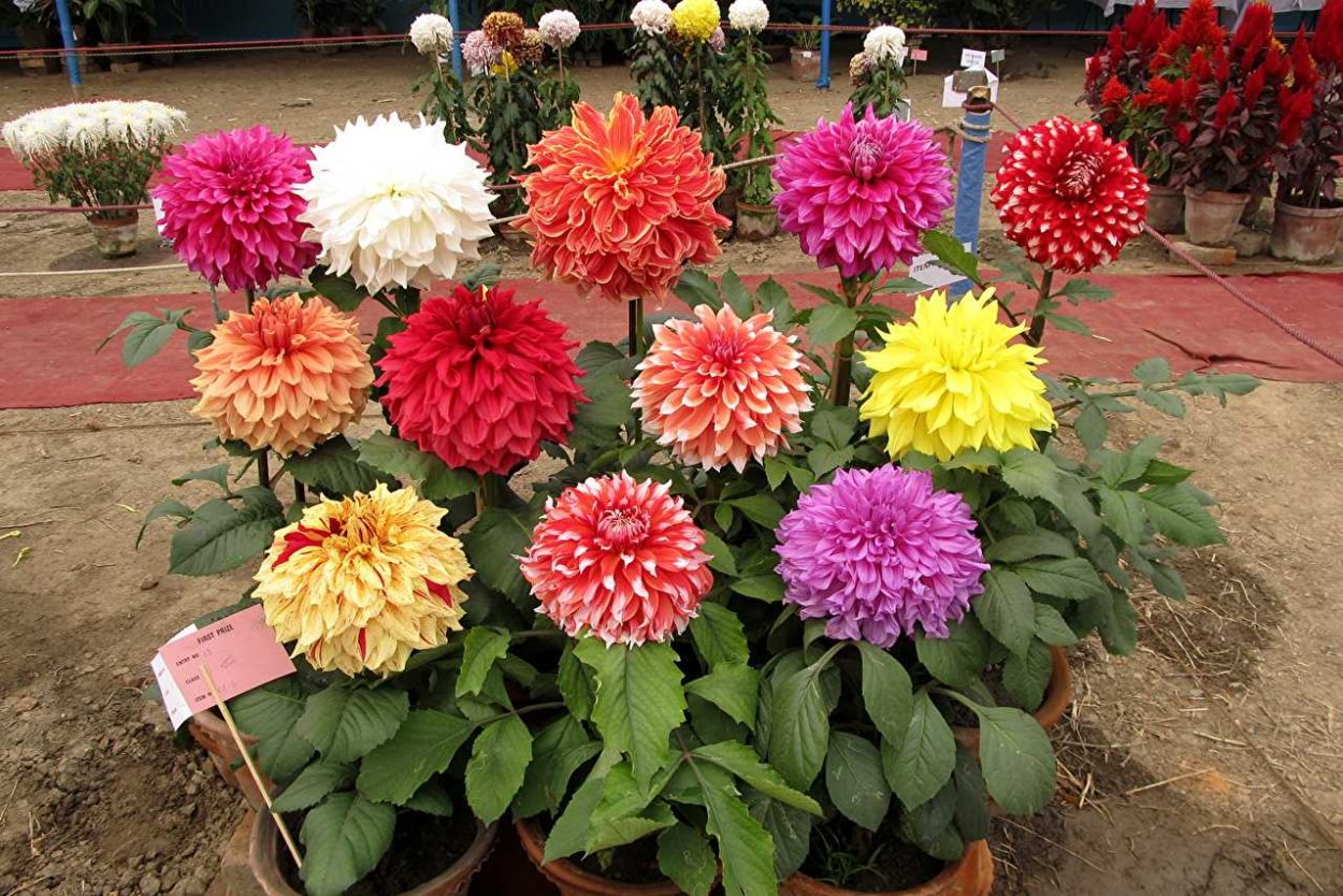 Георгин Dahlia variabilis