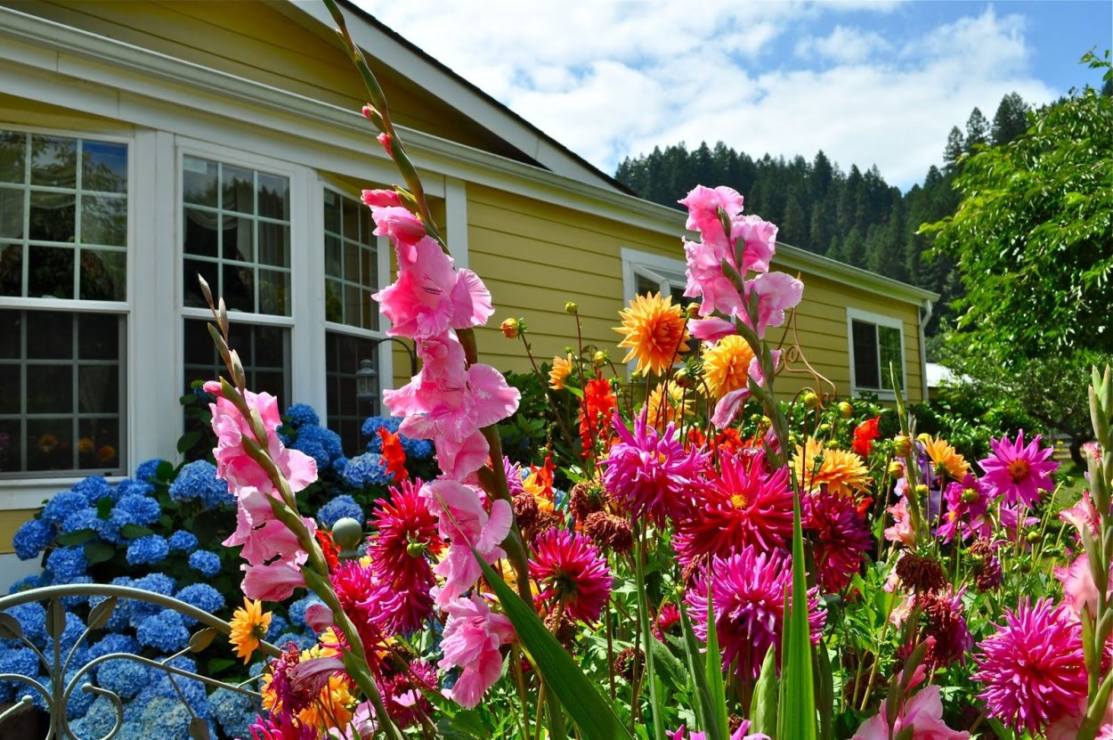 Клумба георгины и гладиолусы