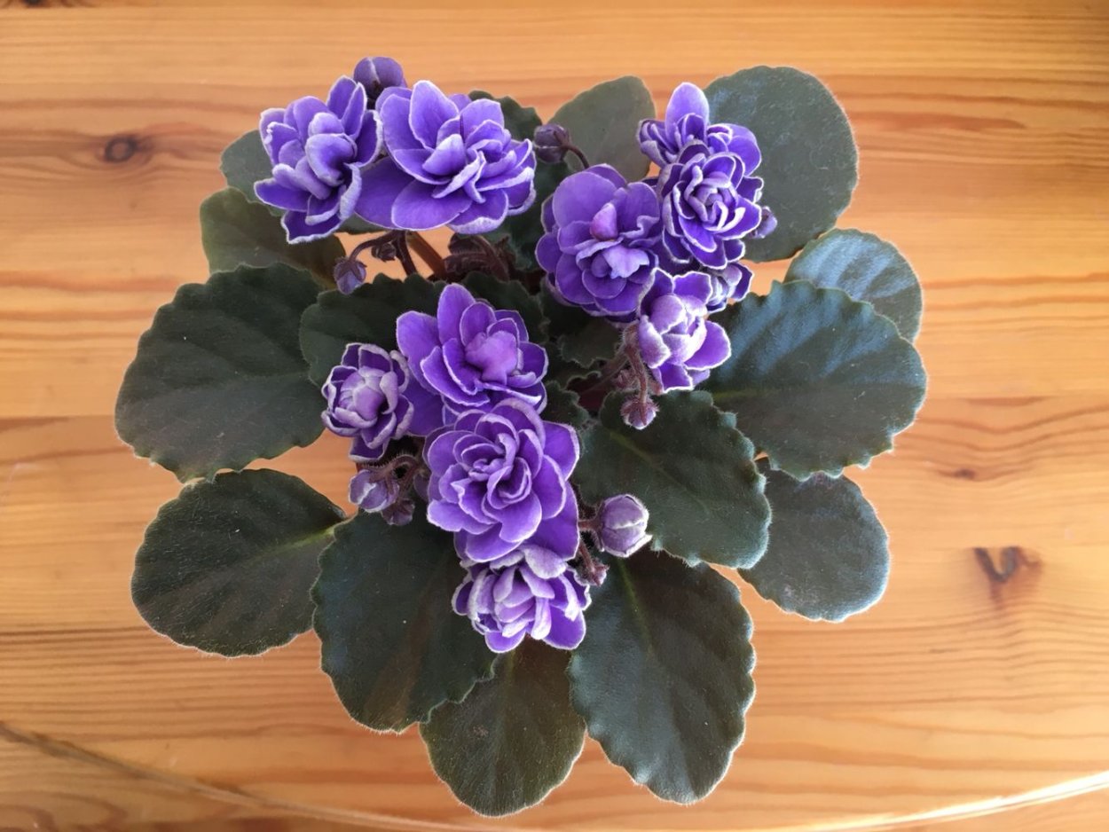 Фиалка Ness Crinkle Blue