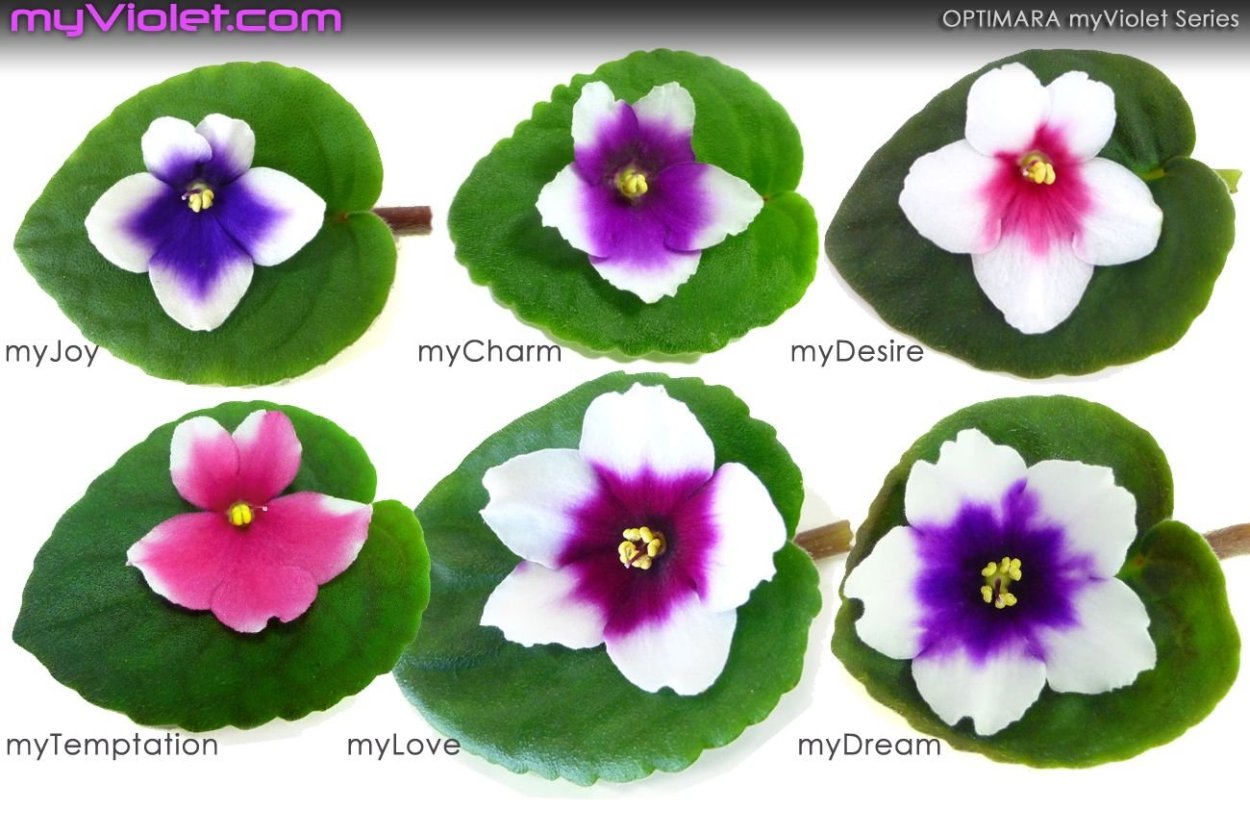 Фиалки Глазастики сорта