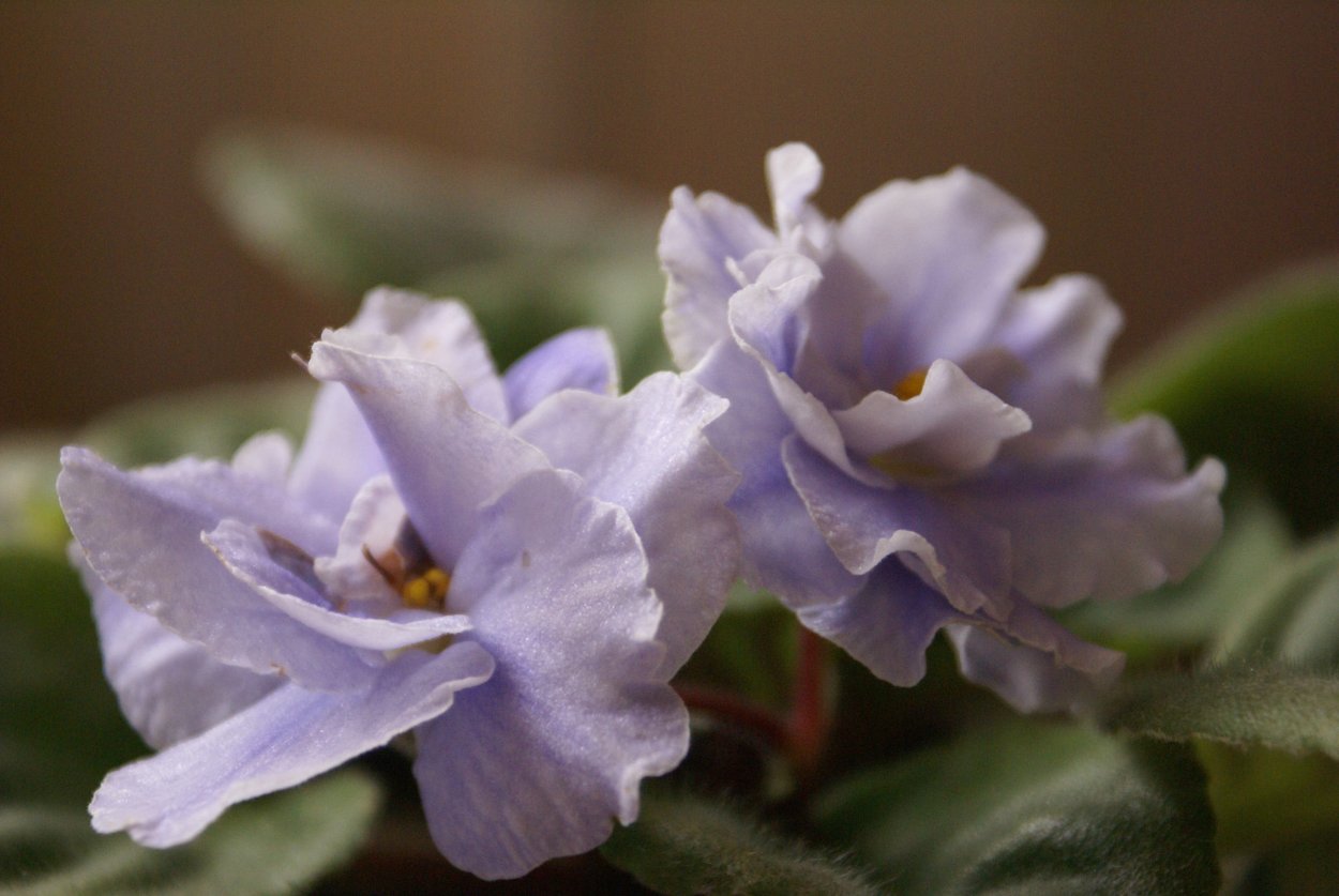 ЛФ хамелеон фиалка