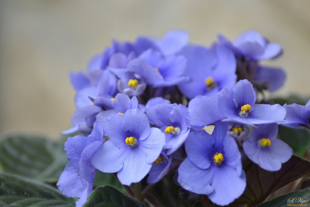 Сенполия узамбарская фиалка