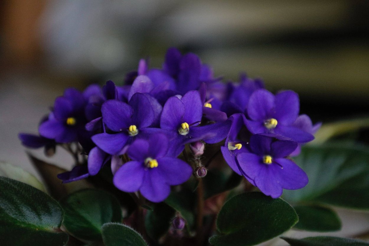 Узамбарская фиалка Африканская