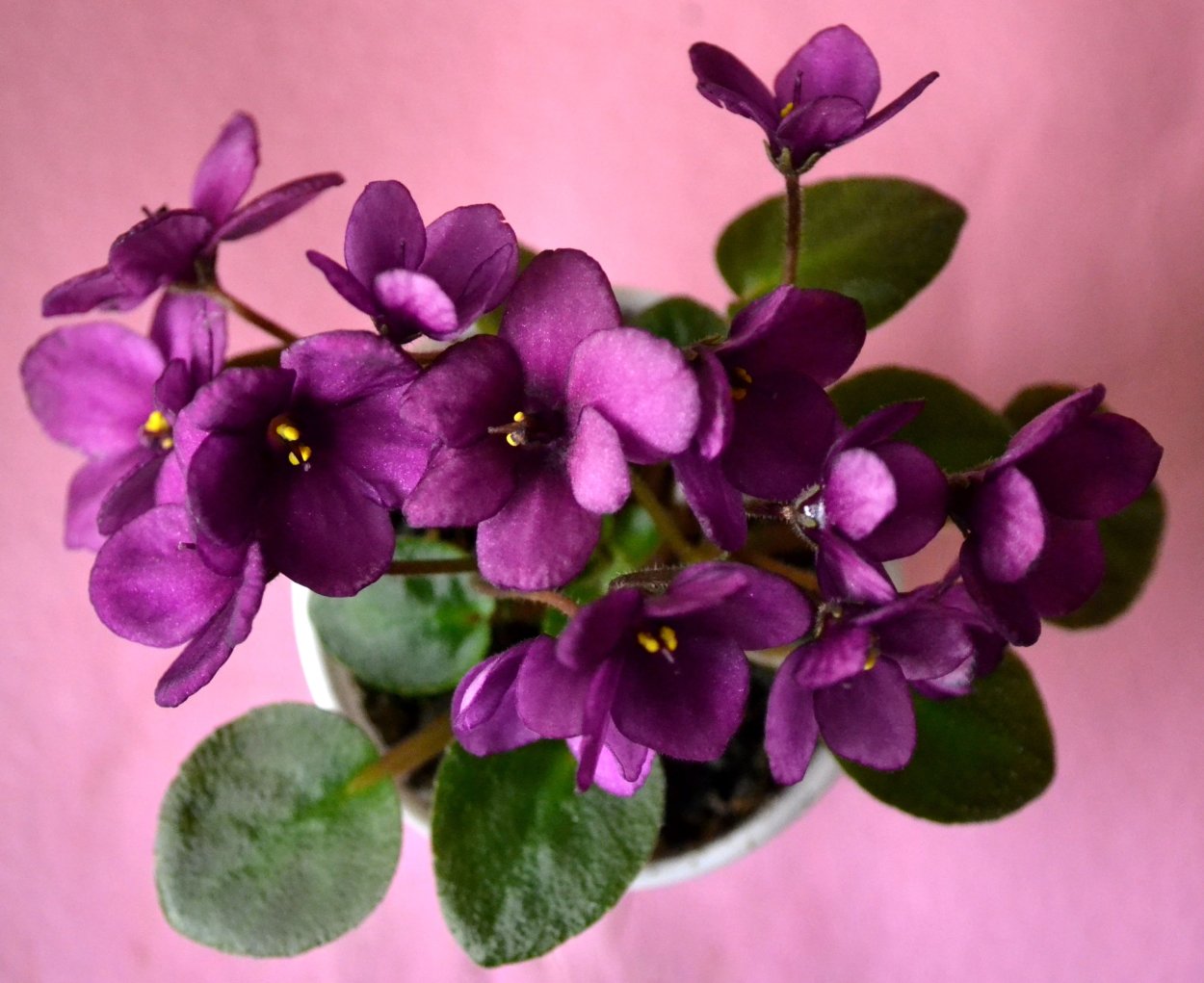 Фиалка Purple African Violet