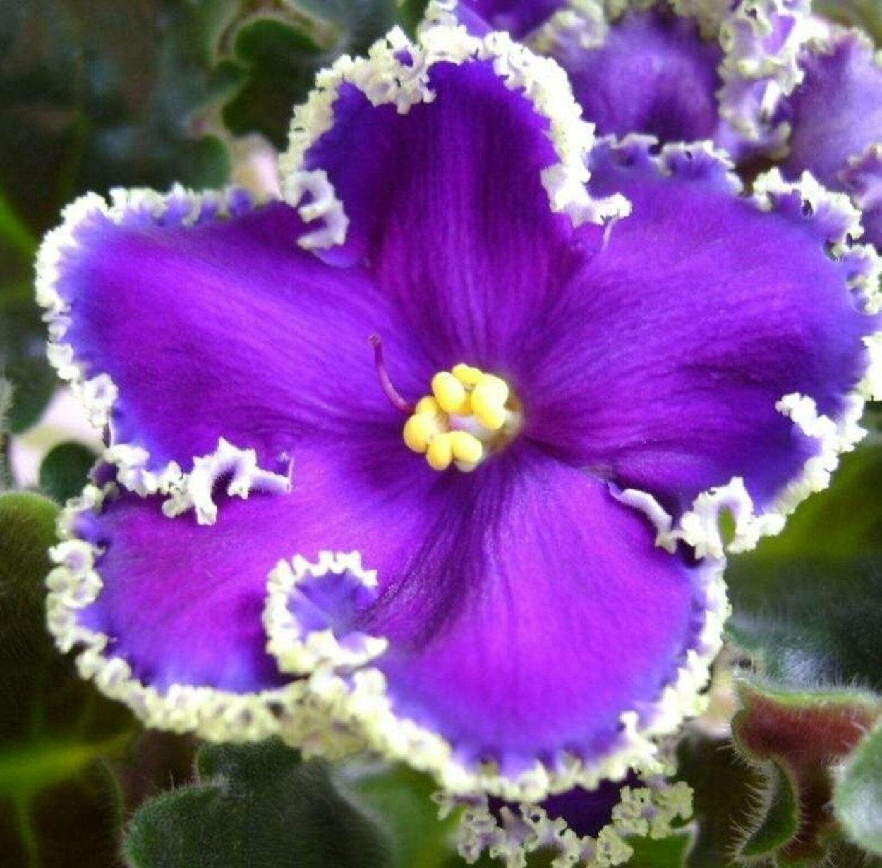 Фиалка сенполия