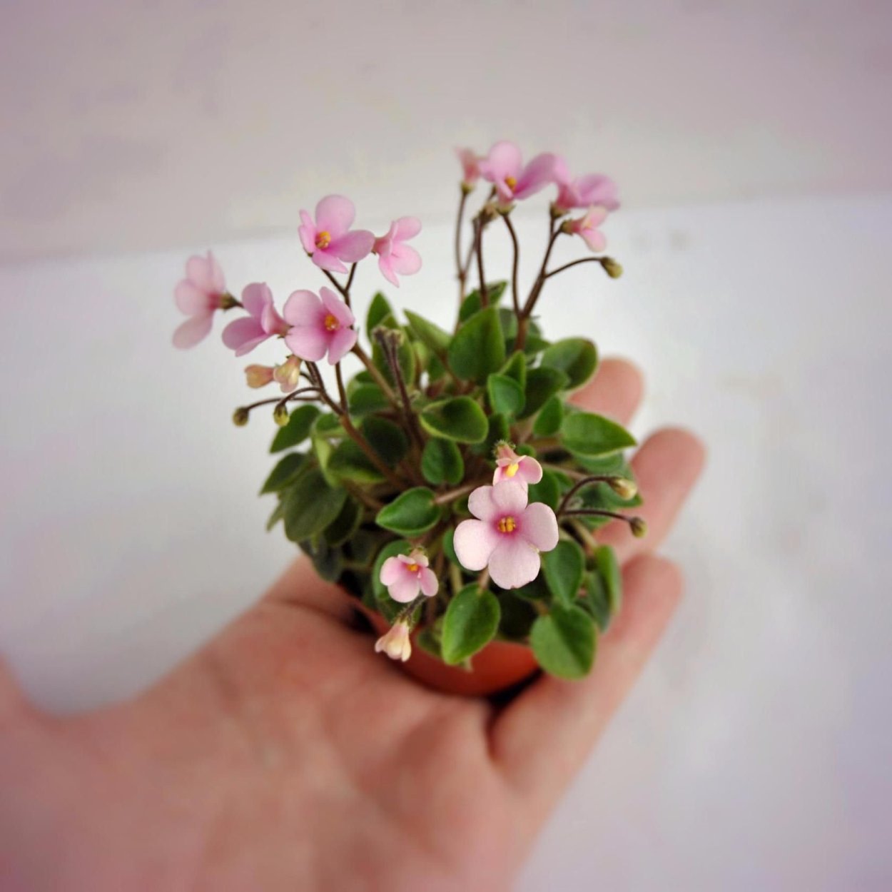 Spunky Trail фиалка