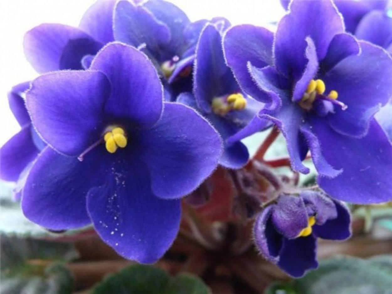 Фиалка сенполия