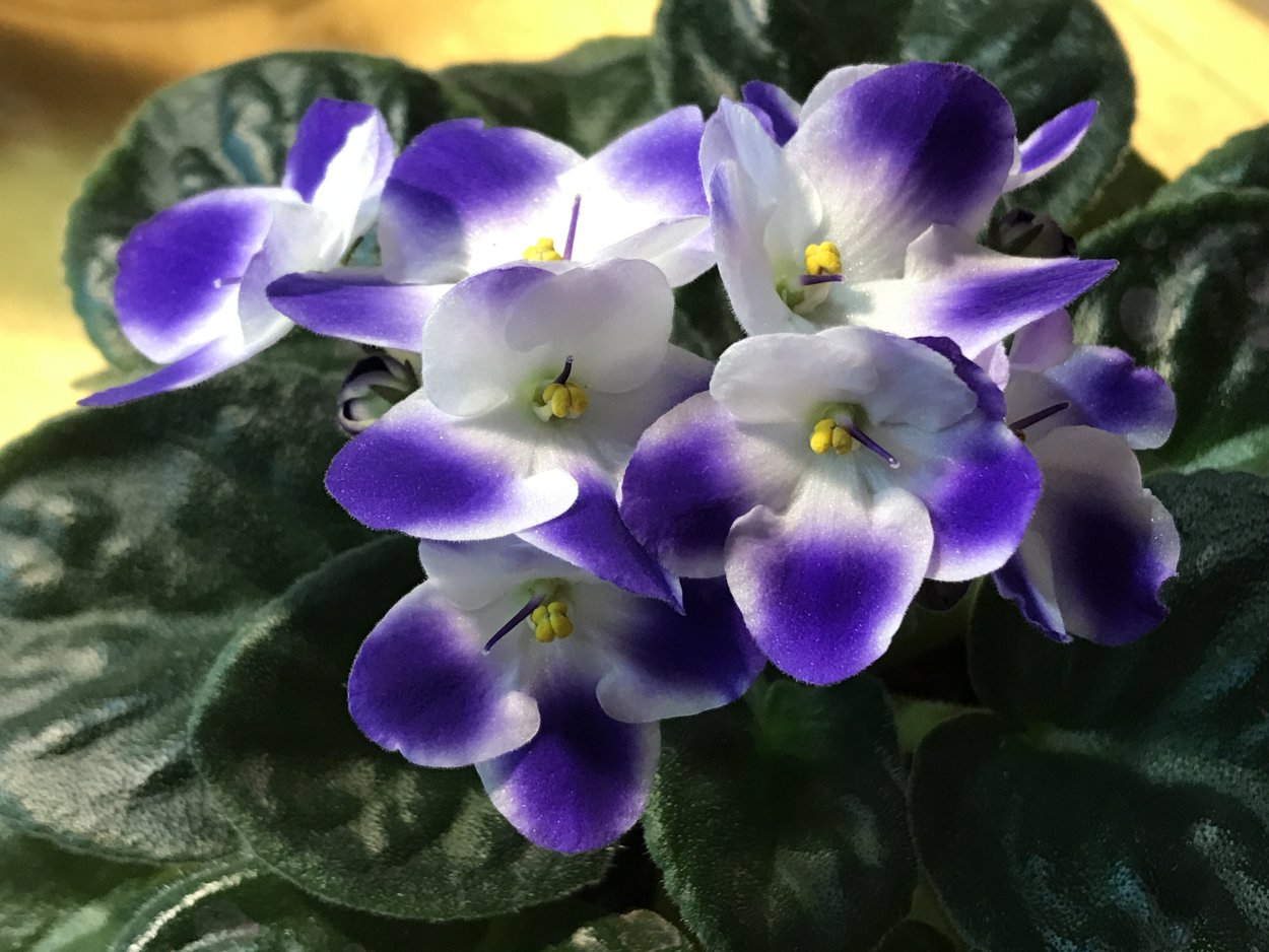 Фиалка Оптимара Monet