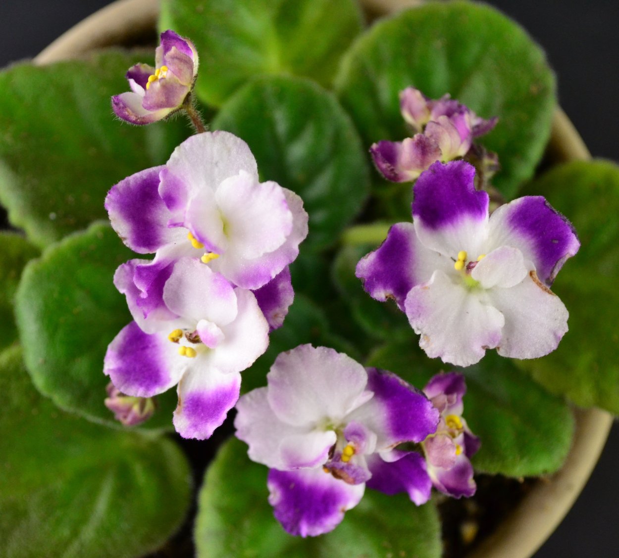 Фиалка African Violet Ness