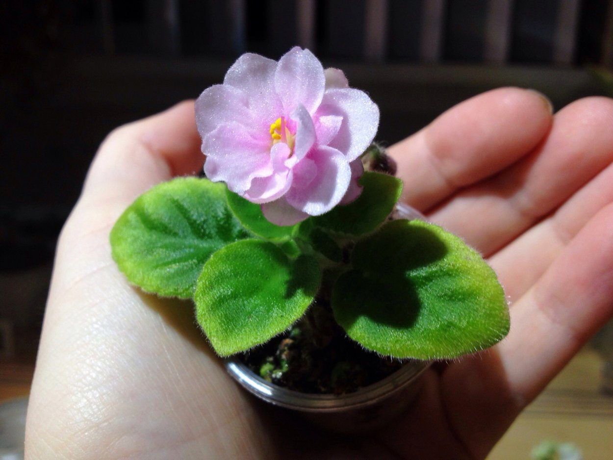 Узамбарские фиалки мини