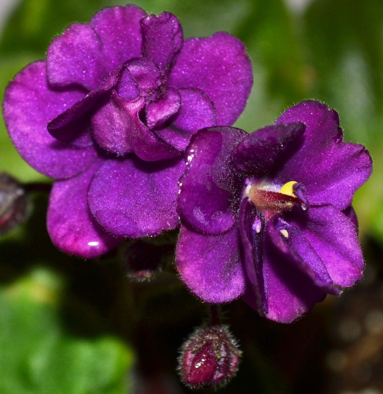 Фиалка Африканская Вайолет