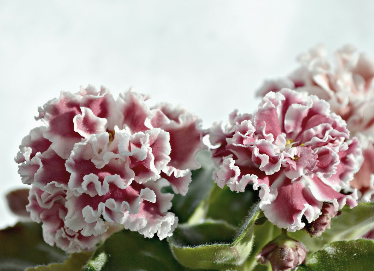 Фиалка ЛФ Мишель