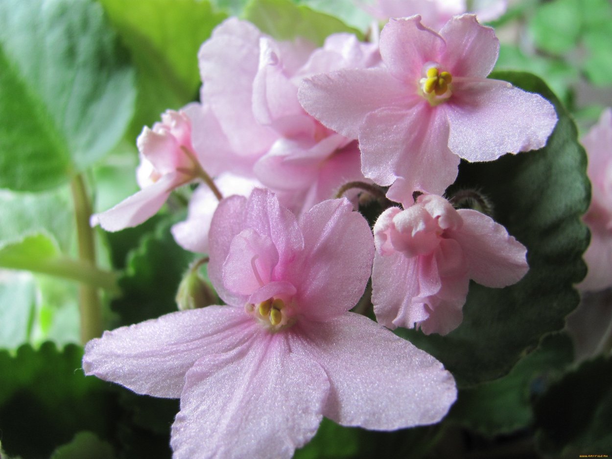 Фиалка Империал розовая