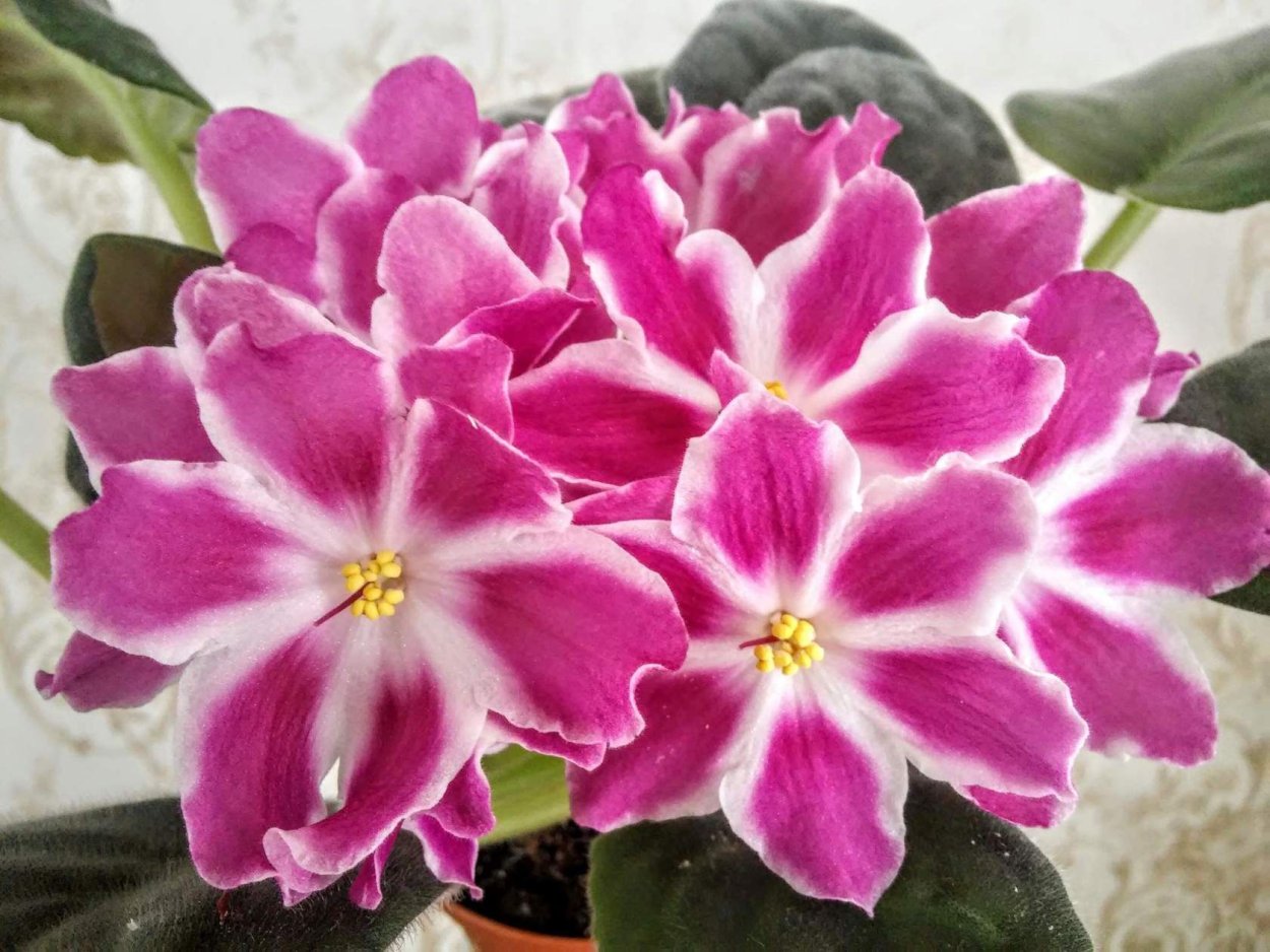 Фиалка сорт Маргарет