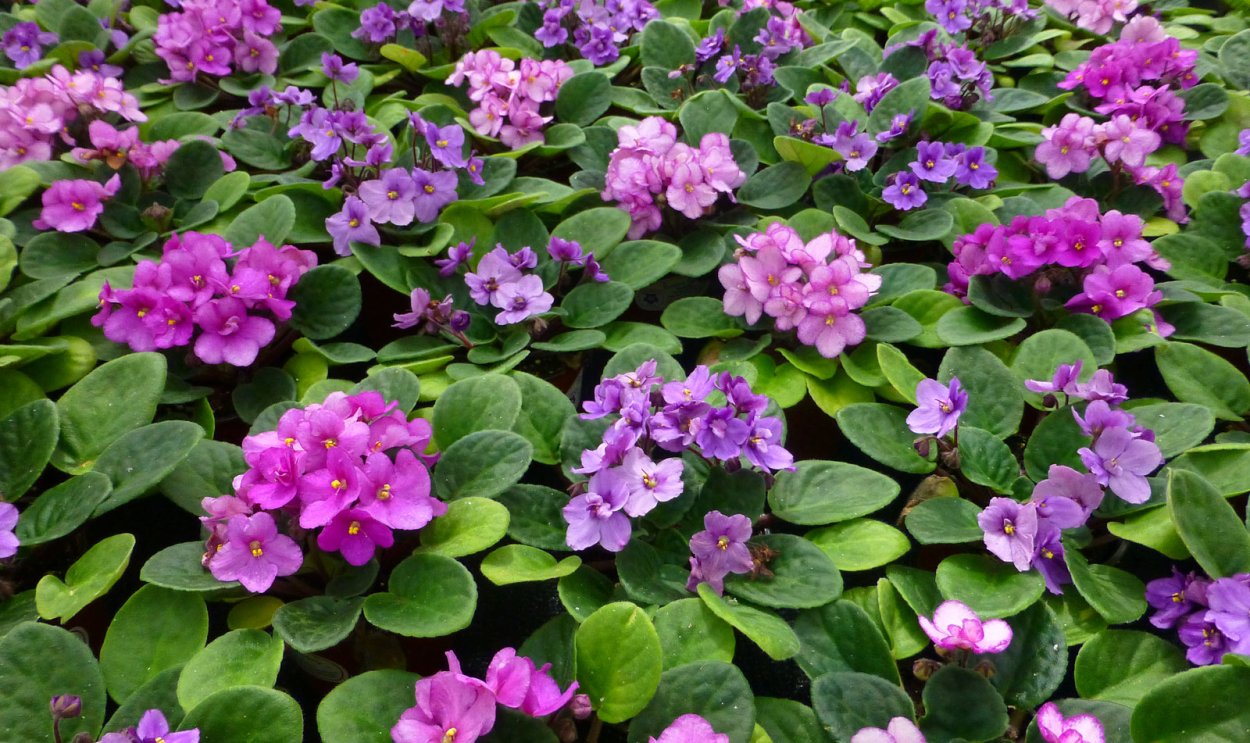 Фиалка Оптимара Коннектикут