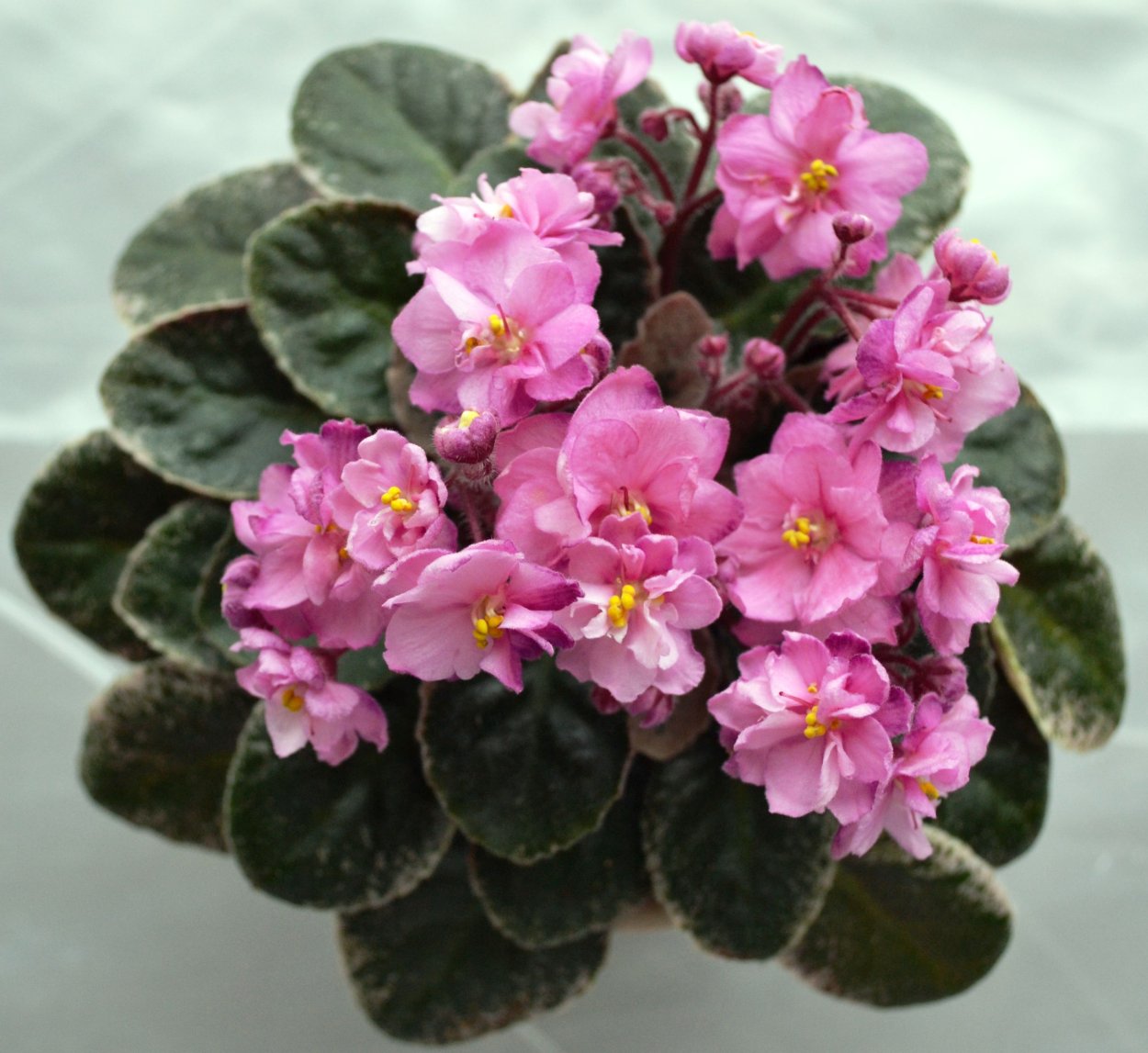 Фиалка сантпаулия