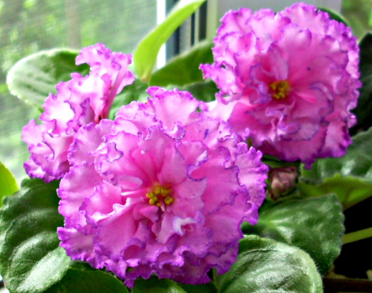 Сенполия пт Джулия