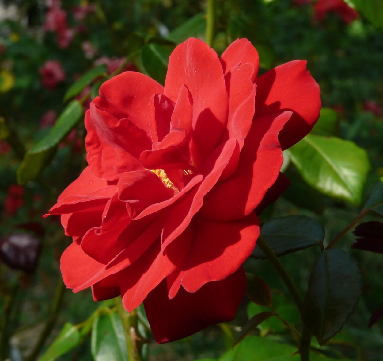 Роза Ульмер Мюнстер