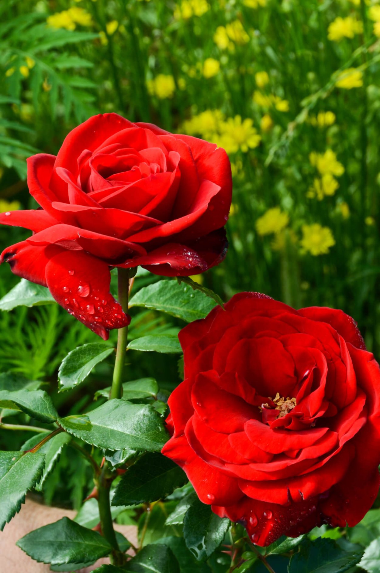 Роза Ульмер Мюнстер