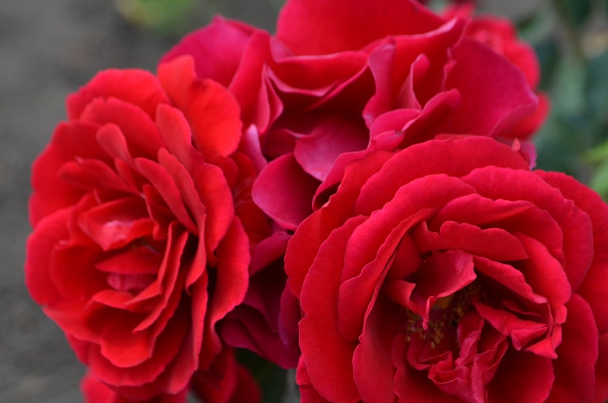 Роза Арома де ла рента